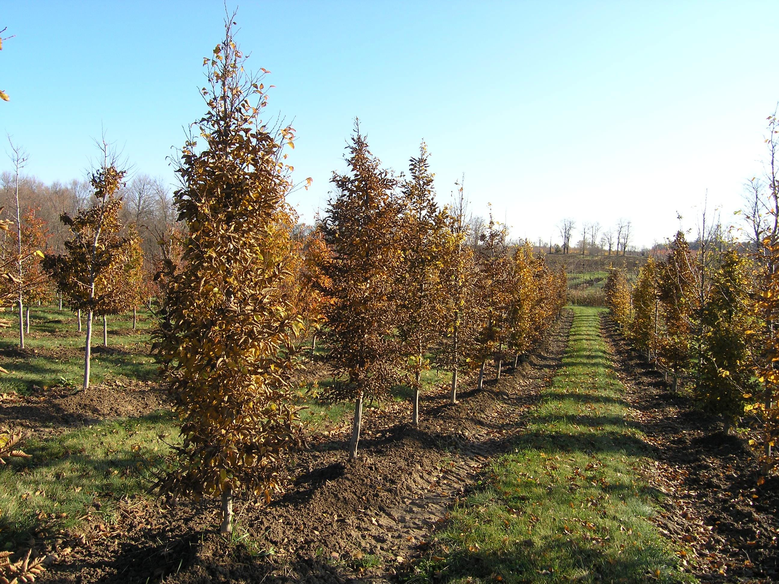 Carpinus betulus